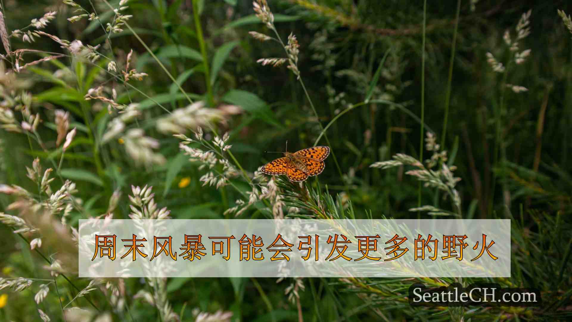 西雅图新闻 SeattleCH