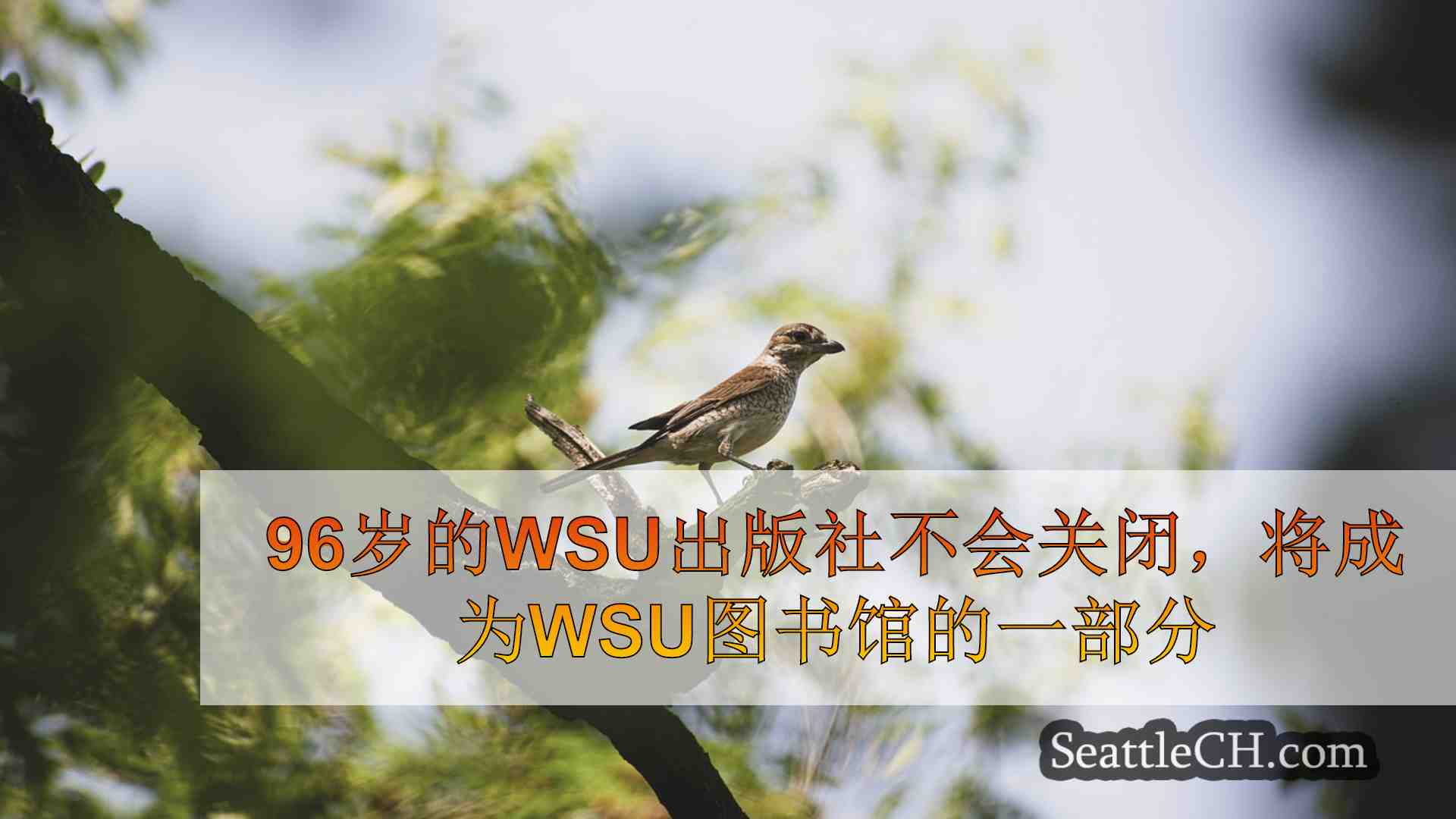西雅图新闻 SeattleCH