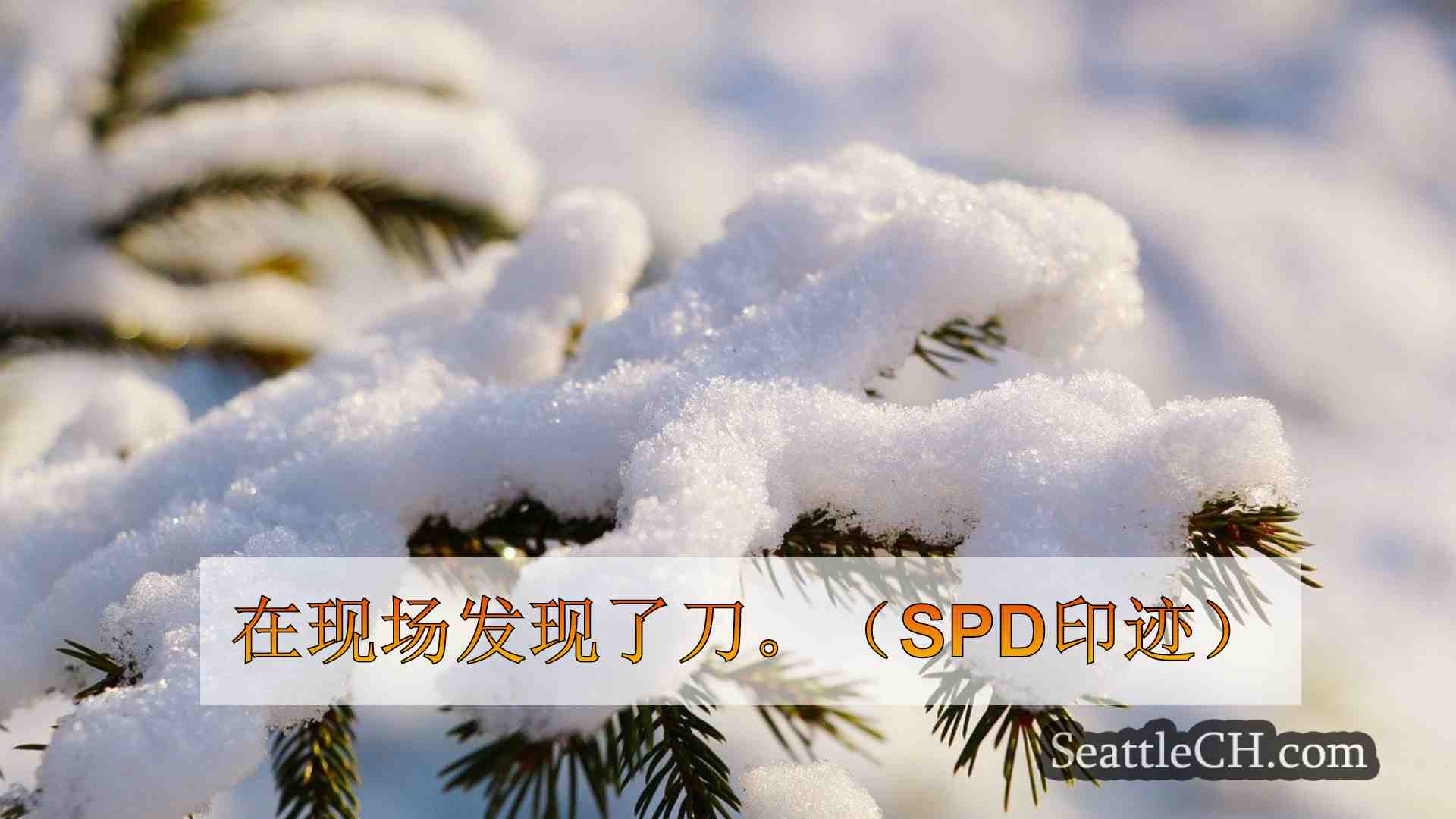 西雅图新闻 SeattleCH