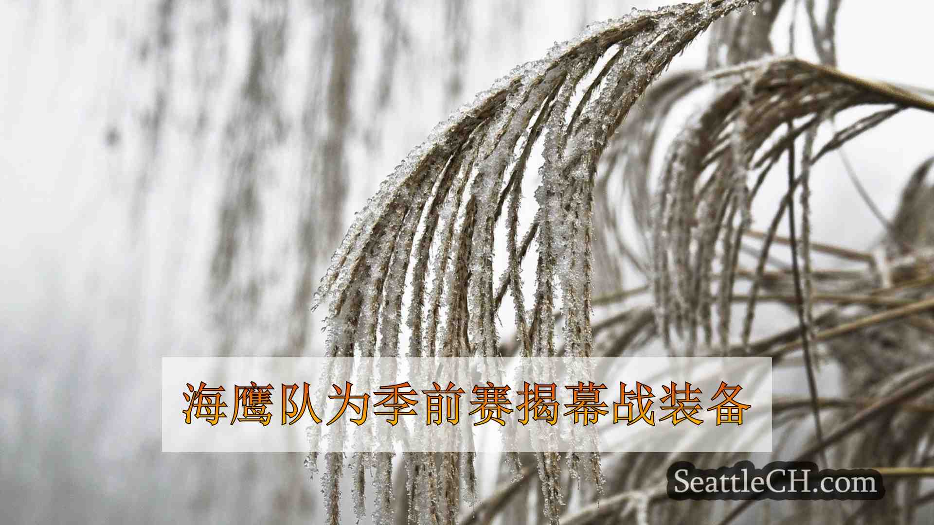 西雅图新闻 SeattleCH