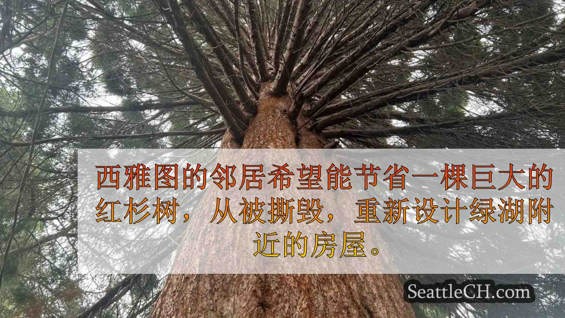 社区聚集以支持在西雅图家保存地标树