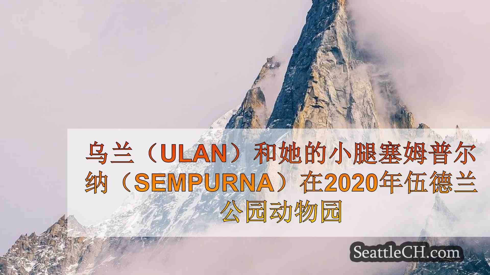 西雅图新闻 SeattleCH