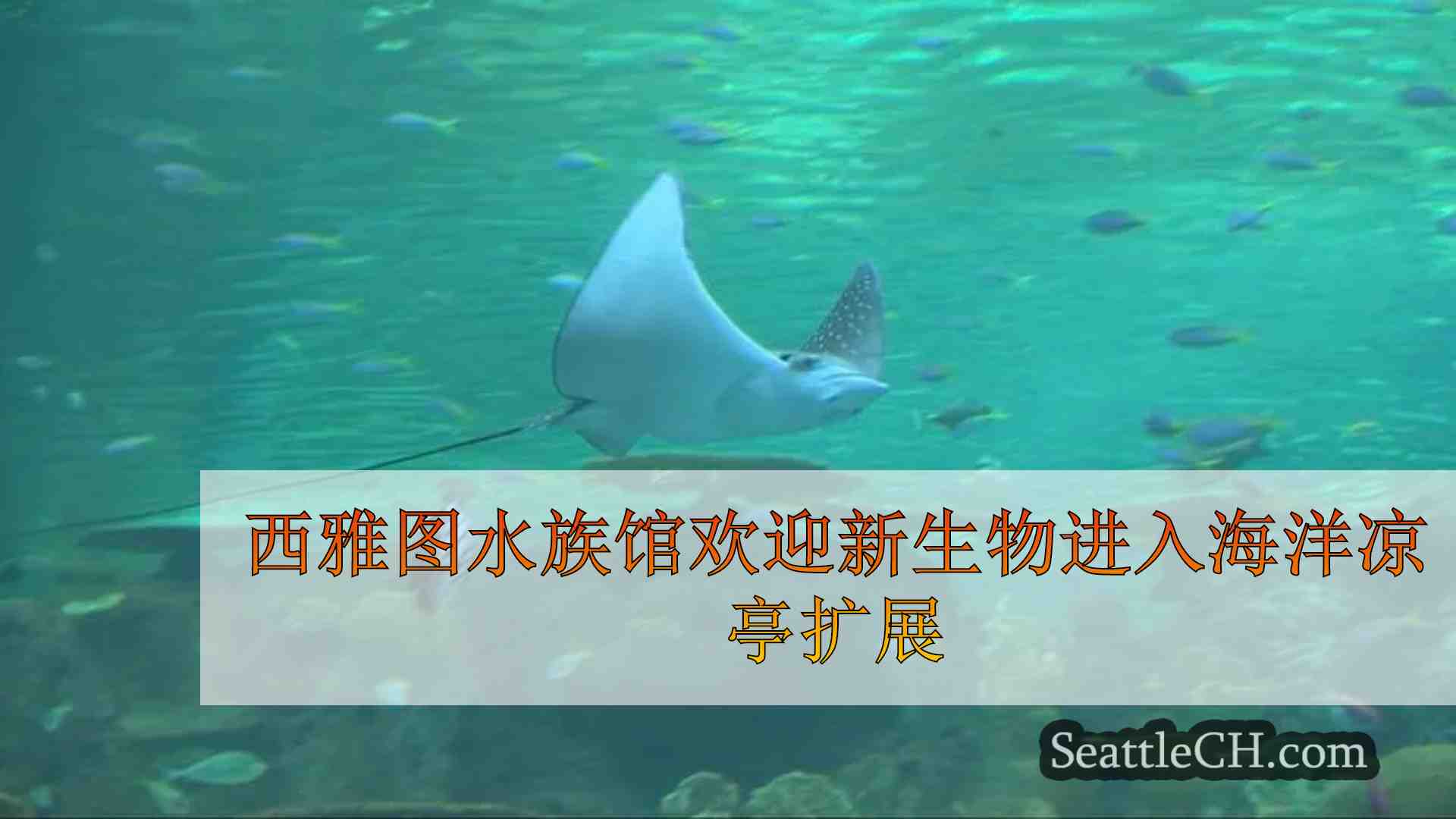 西雅图水族馆欢迎新生物进入海洋凉亭扩展