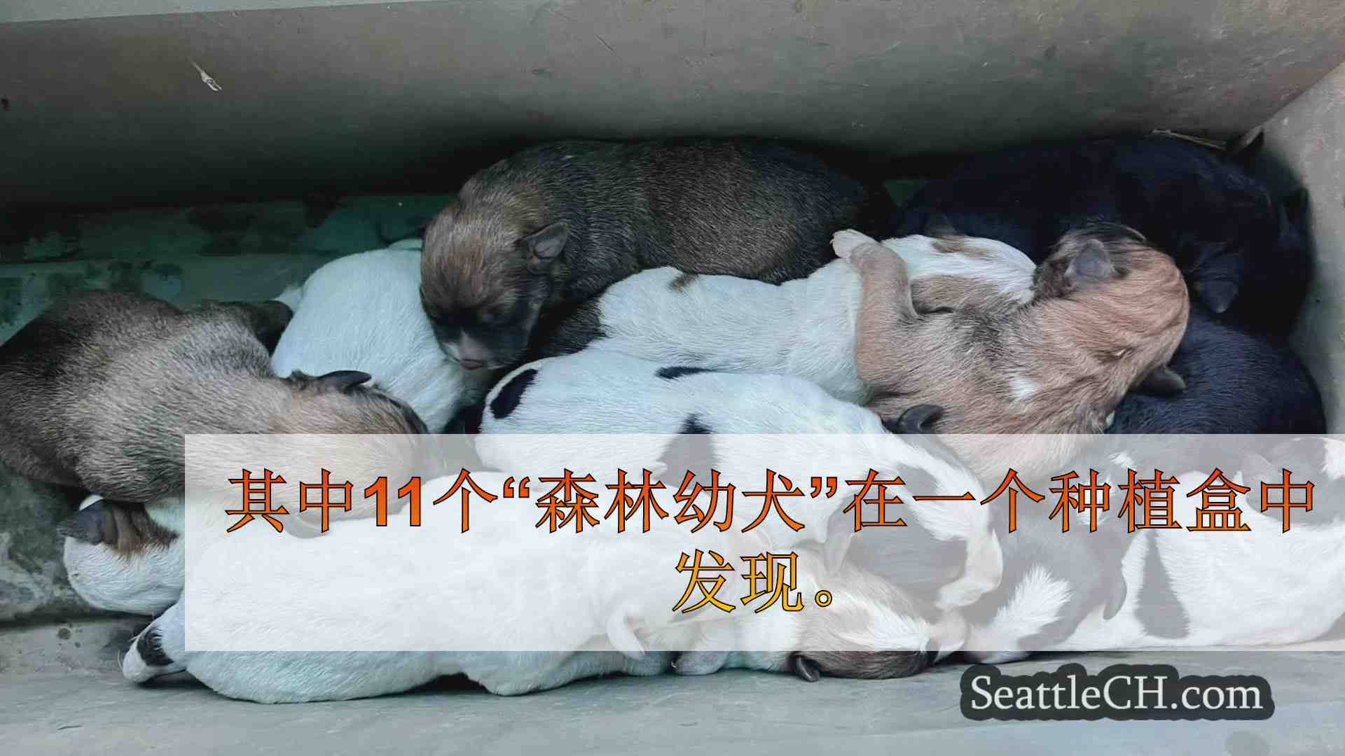 徒步旅行者在Capital State Forest
