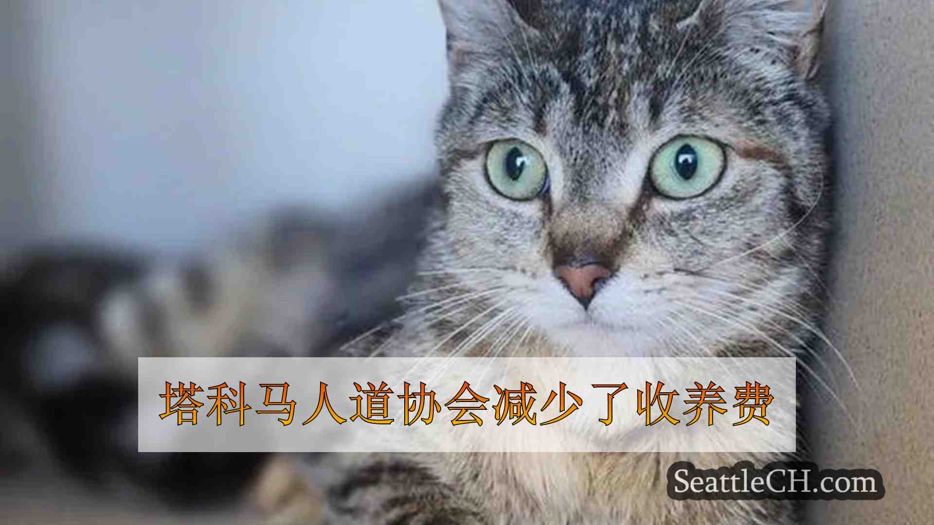 塔科马人道协会减少了收养费