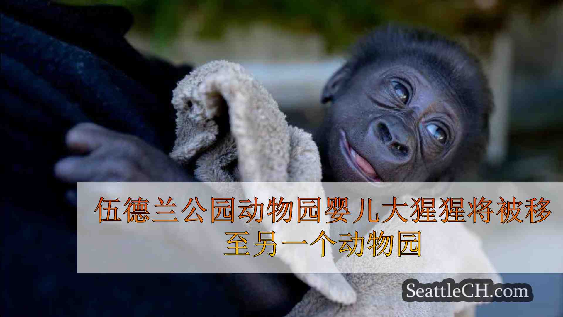 伍德兰公园动物园婴儿大猩猩将被移至另一个动物园