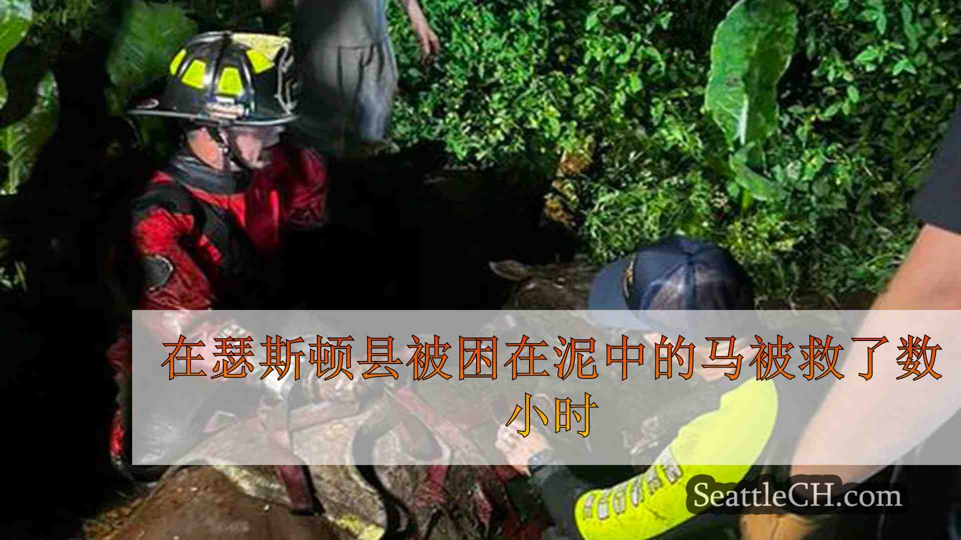 在瑟斯顿县被困在泥中的马被救了数小时