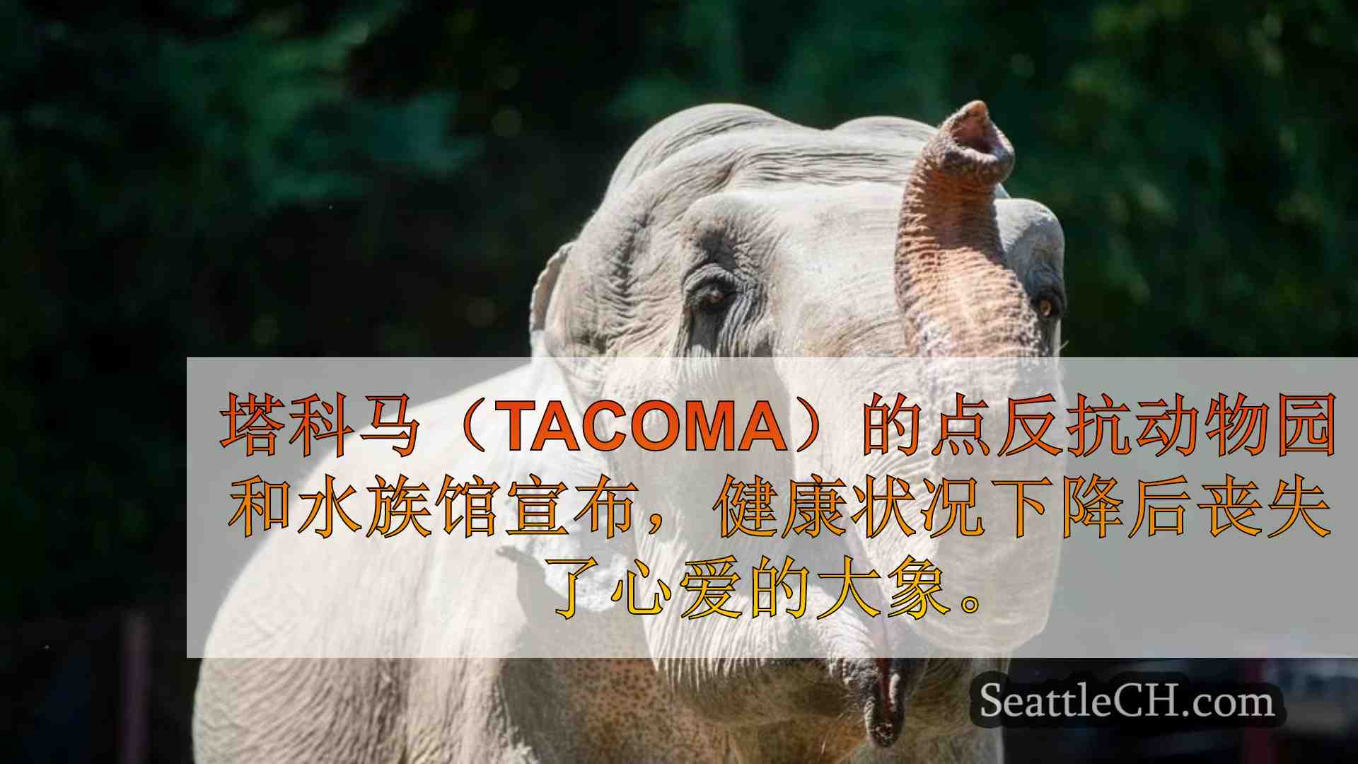 塔科马的观点反抗动物园哀悼心爱的老大象的死亡