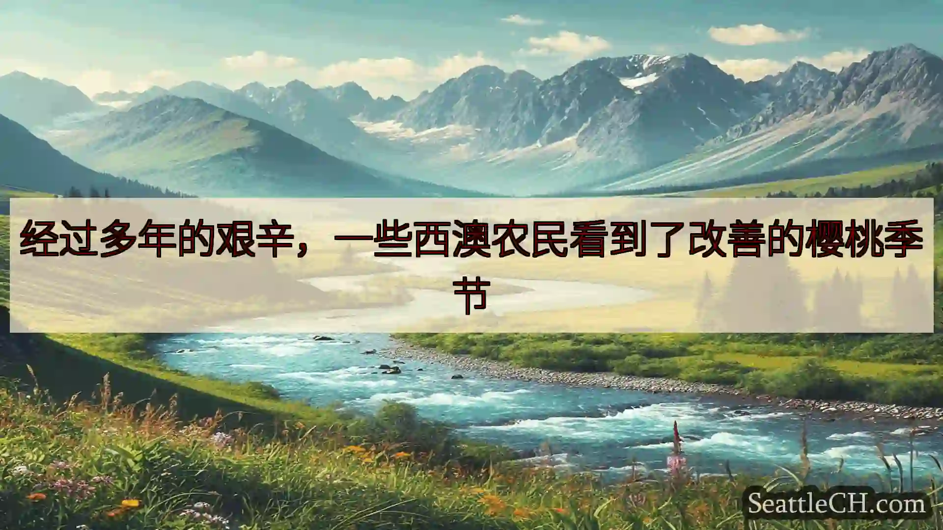 西雅图新闻 经过多年的艰辛，一些西澳农民看到了改善的樱桃季节