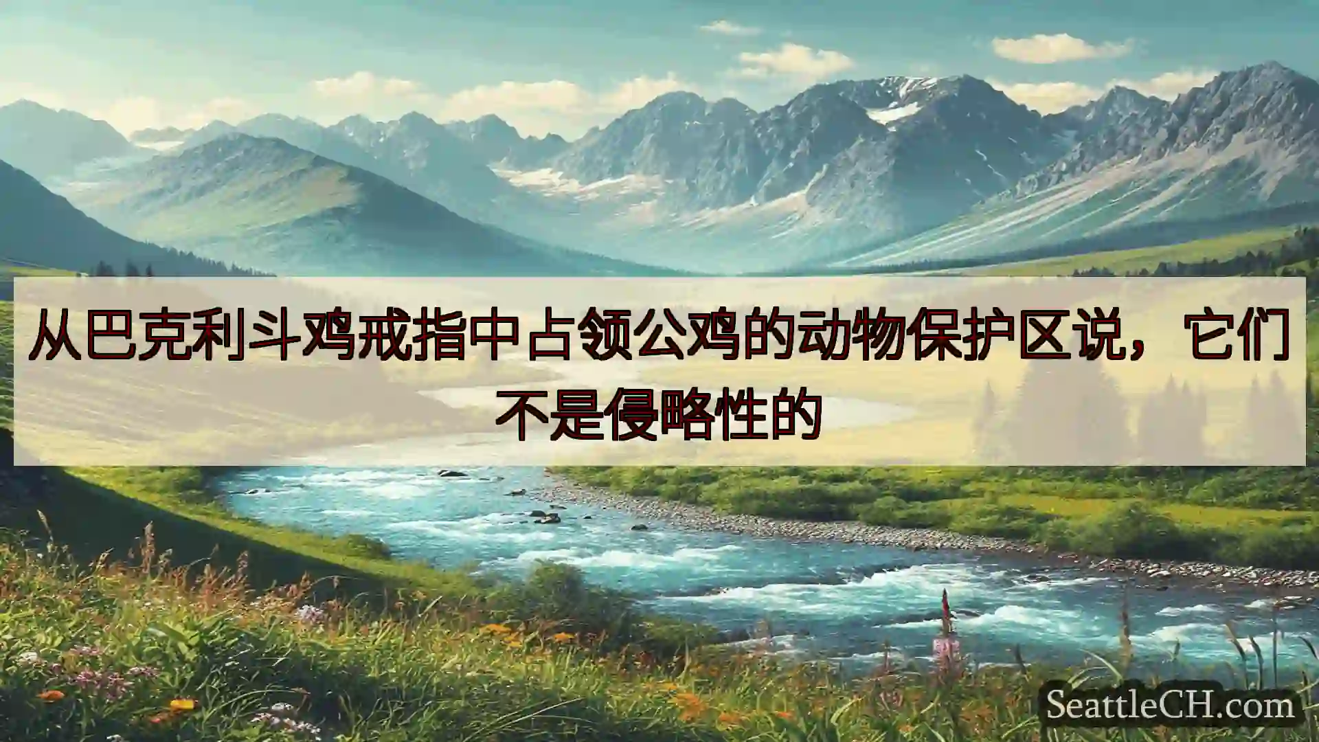 西雅图新闻 从巴克利斗鸡戒指中占领公鸡的动物保护区说，它们不是侵略性的