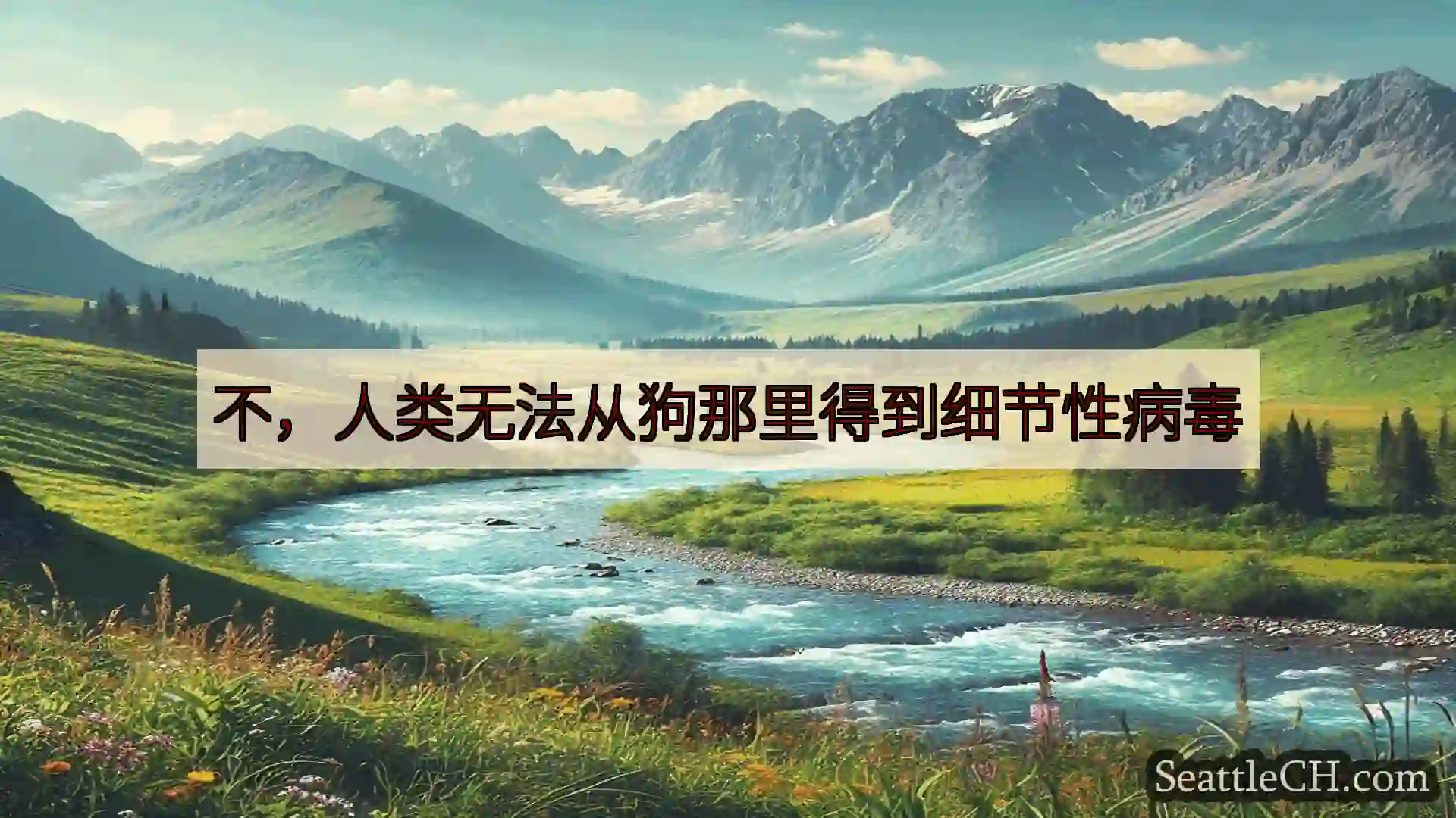 西雅图新闻 不，人类无法从狗那里得到细节性病毒