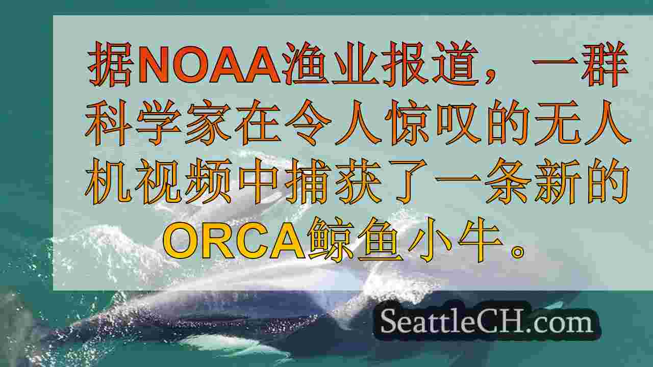 令人惊叹的NOAA无人机视频中看到的新南部居民孤儿小牛