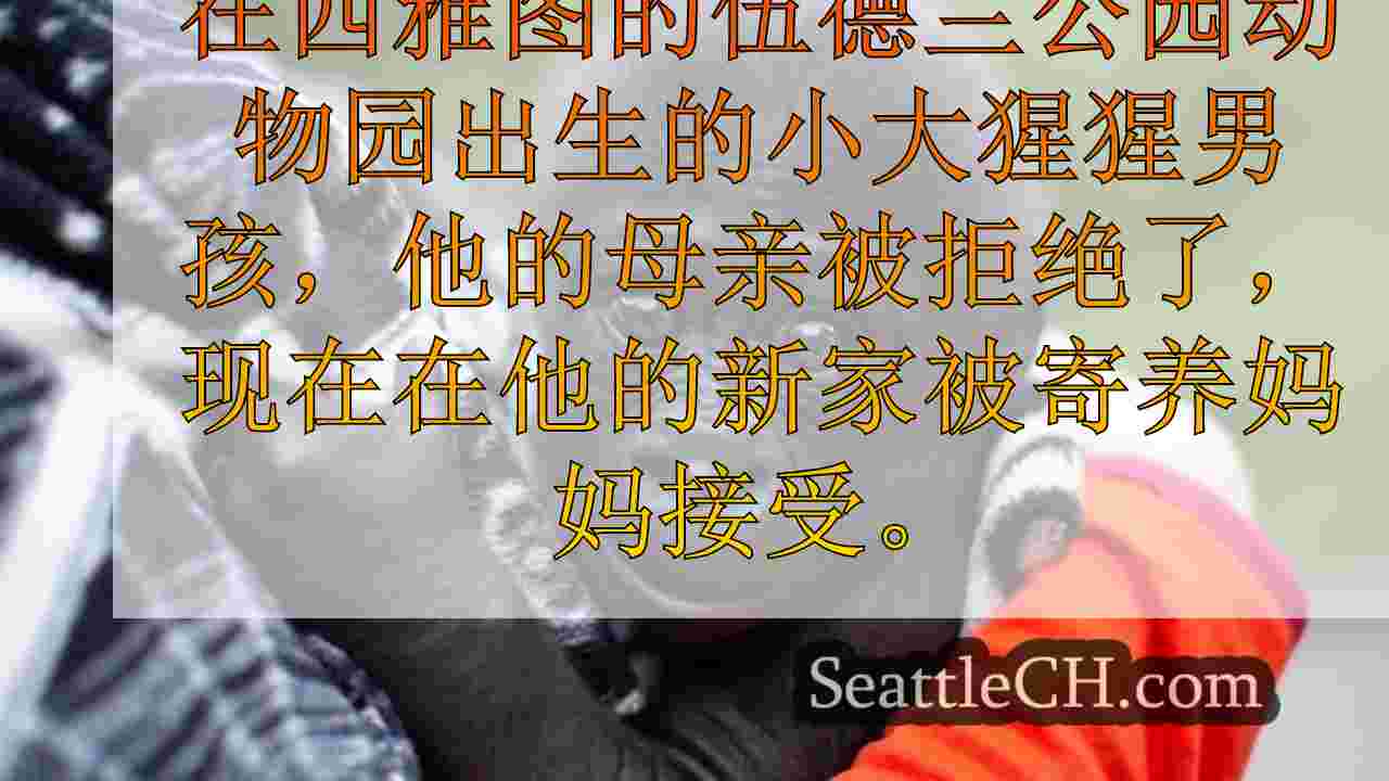 西雅图新闻 SeattleCH