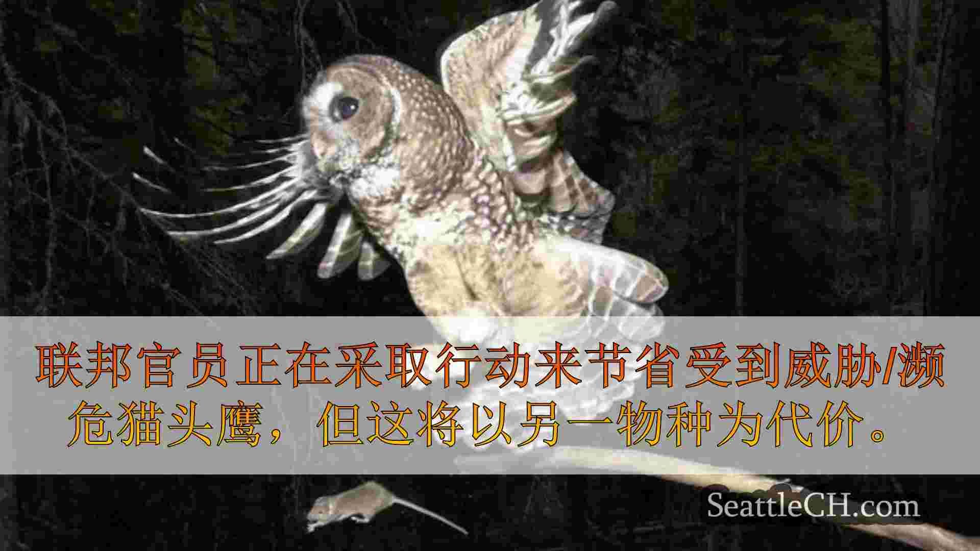 西雅图新闻 SeattleCH