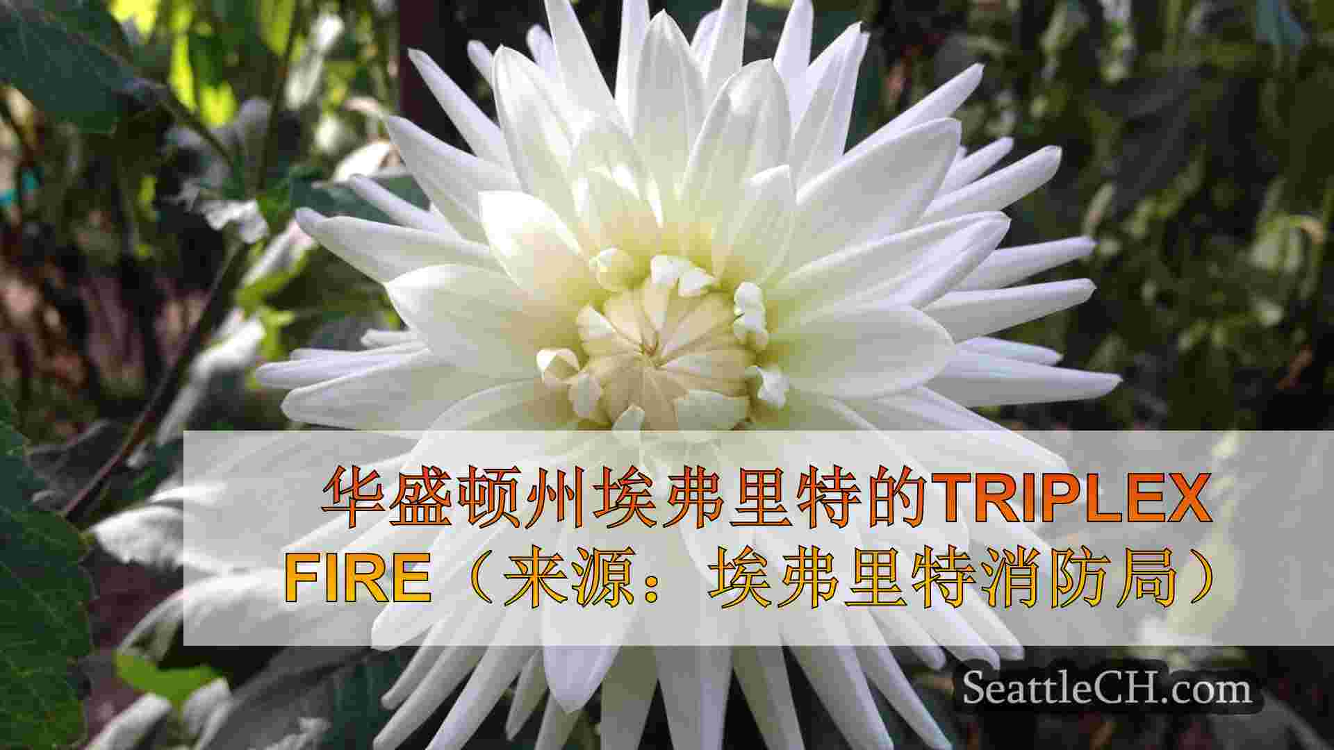 埃弗里特WA Triplex大火导致宠物死亡，屋顶倒塌