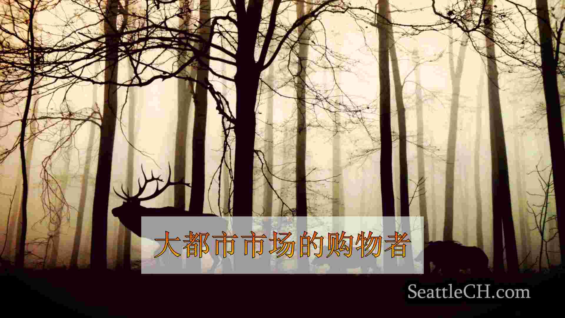 西雅图新闻 SeattleCH