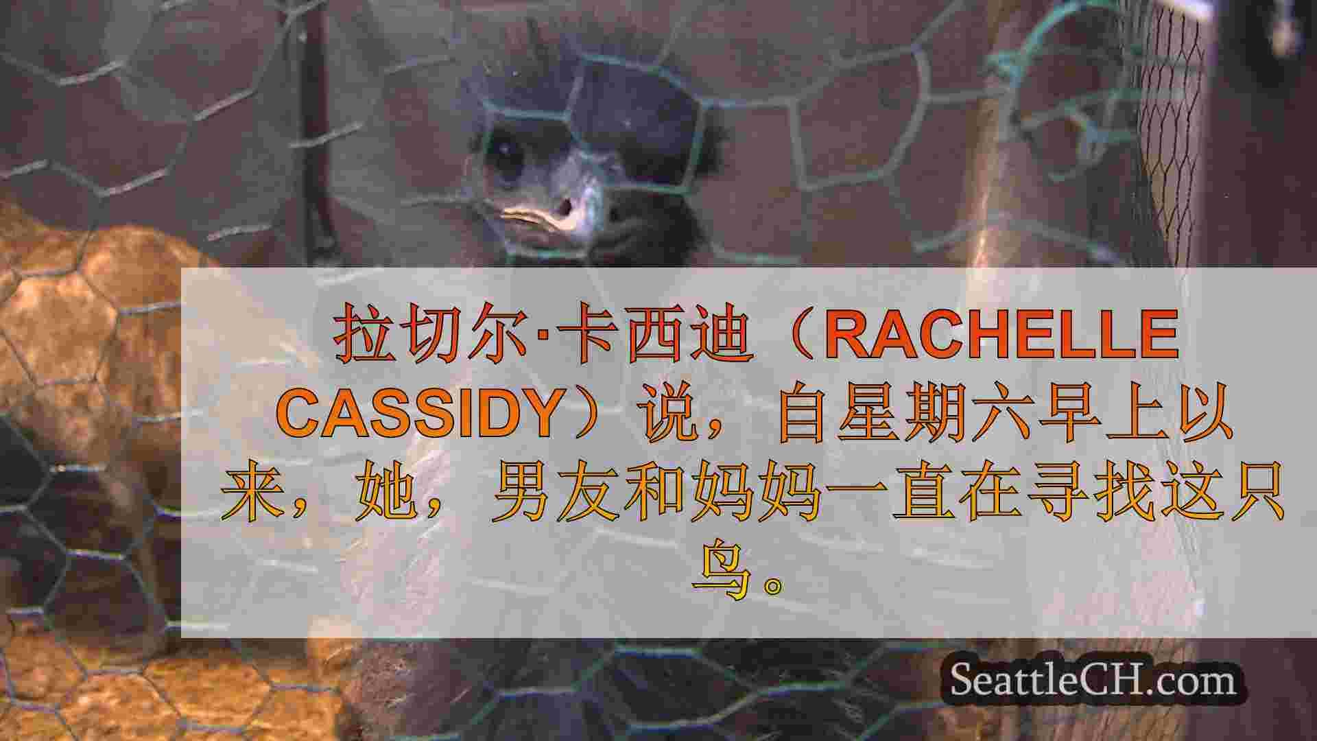 你看过这个emu吗？伯德报告自周六以来从普亚鲁普地区失踪