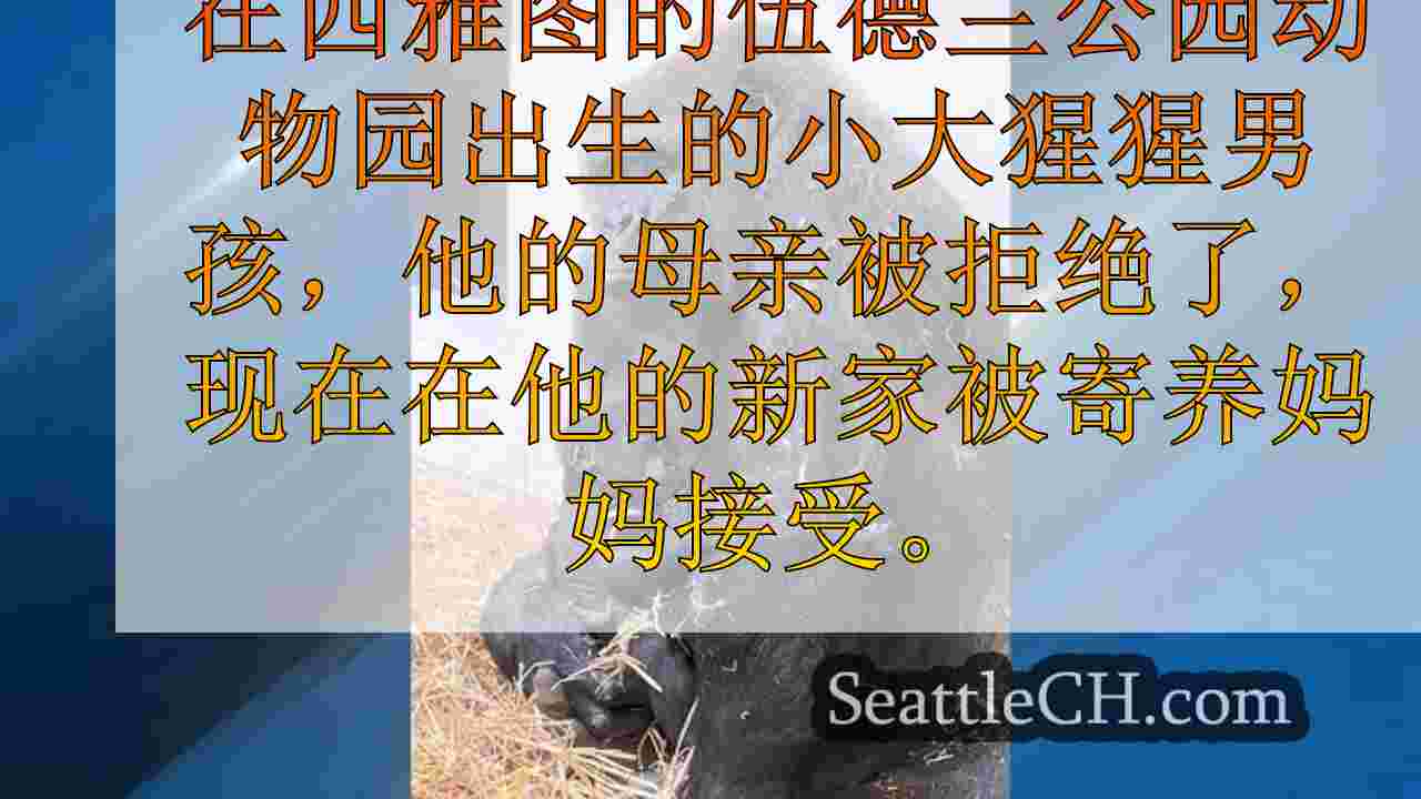 西雅图新闻 SeattleCH