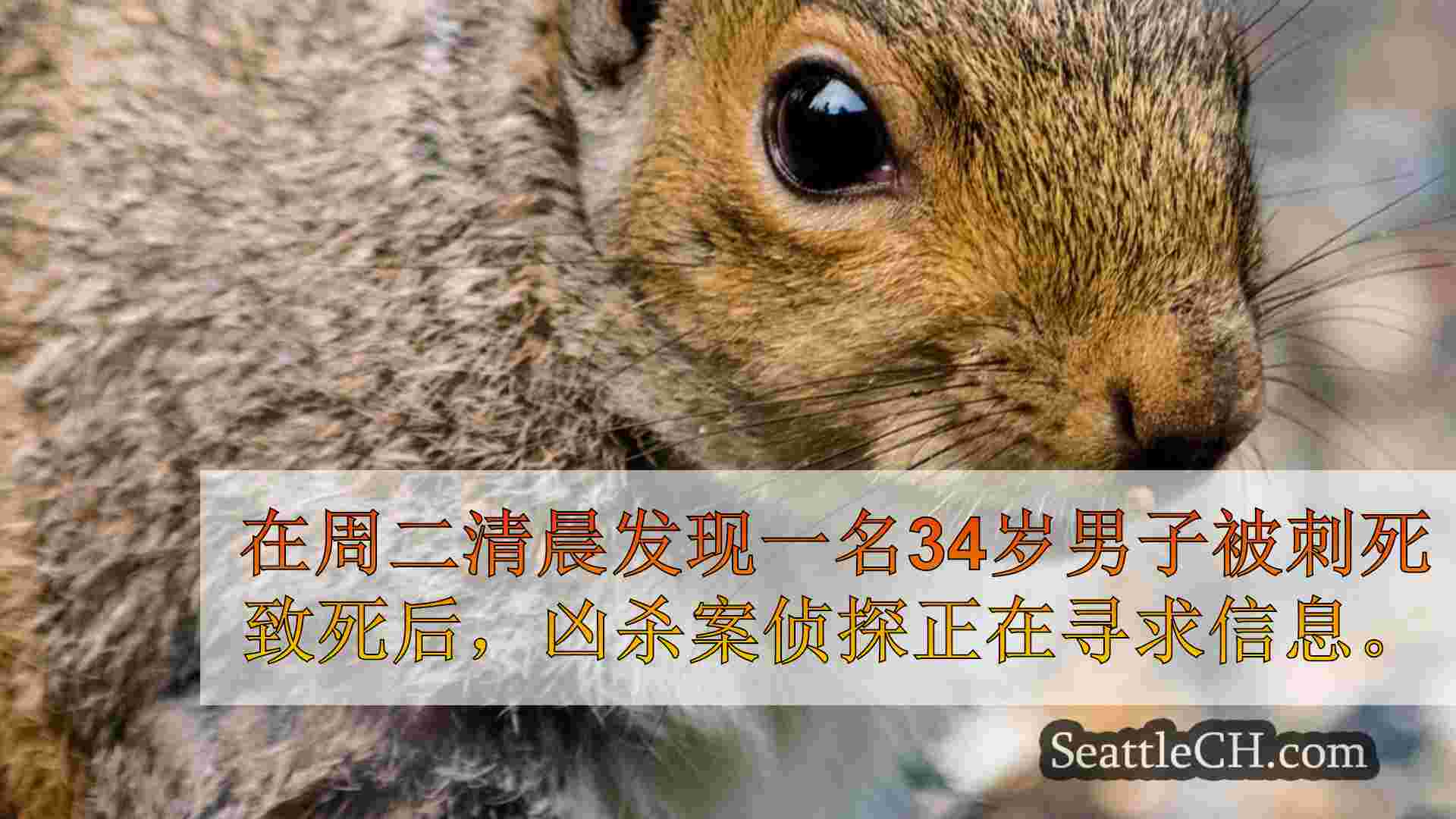 西雅图新闻 SeattleCH