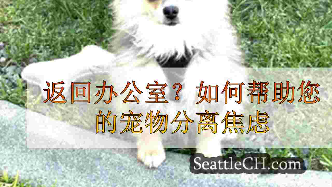 返回办公室？如何帮助您的宠物分离焦虑