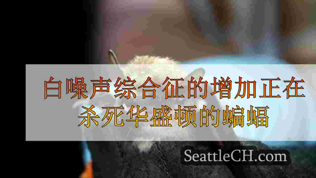 白噪声综合征的增加正在杀死华盛顿的蝙蝠