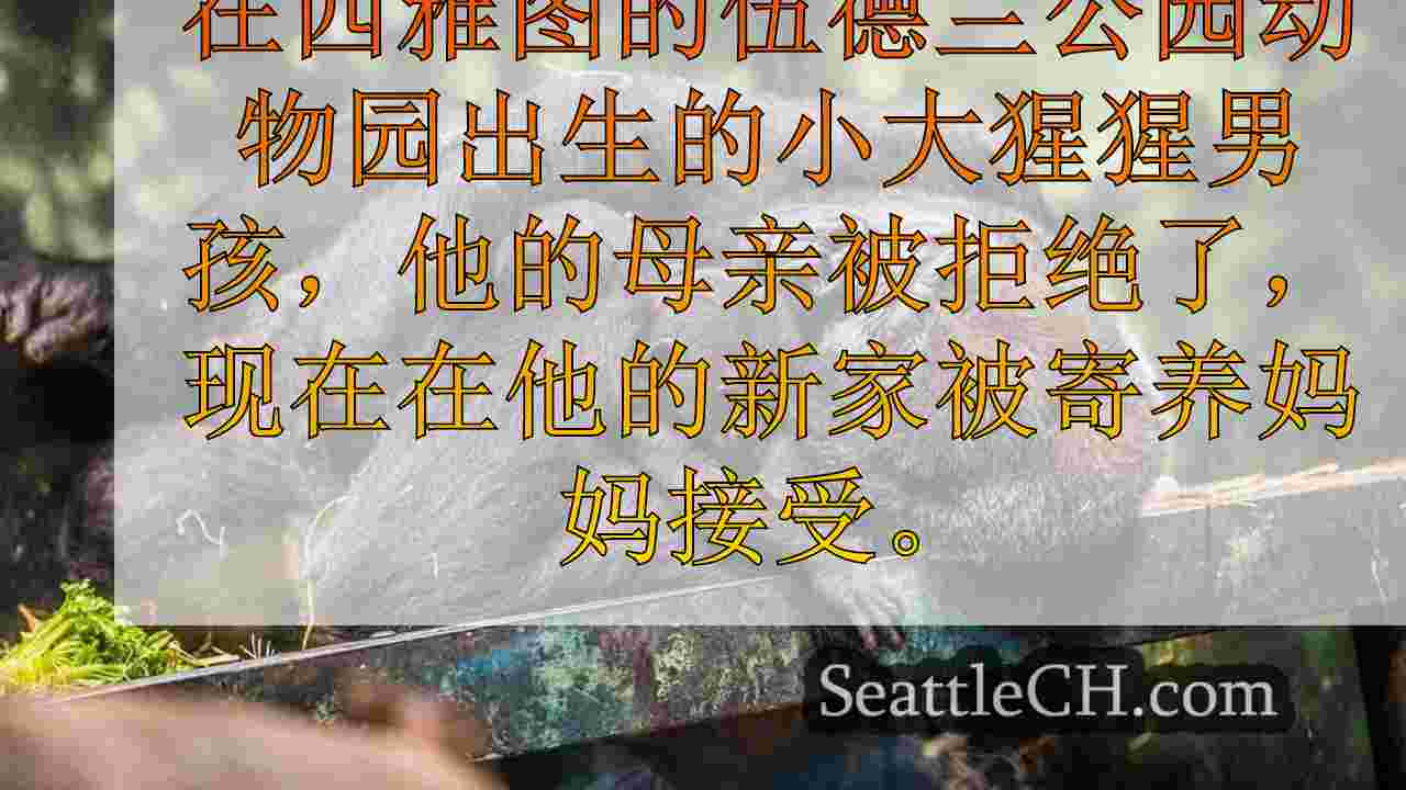 伍德兰公园动物园的婴儿大猩猩在路易斯维尔动物园接受了寄养母亲