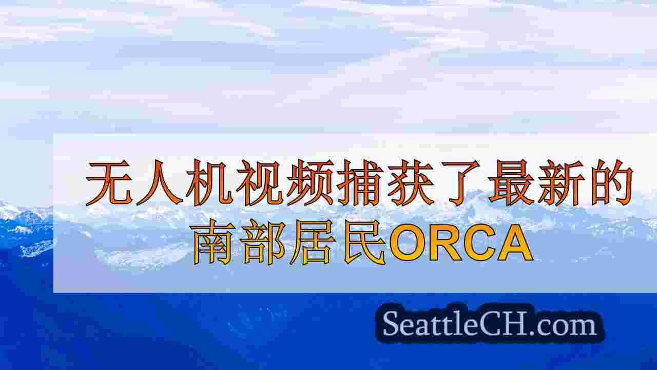 无人机视频捕获了最新的南部居民Orca