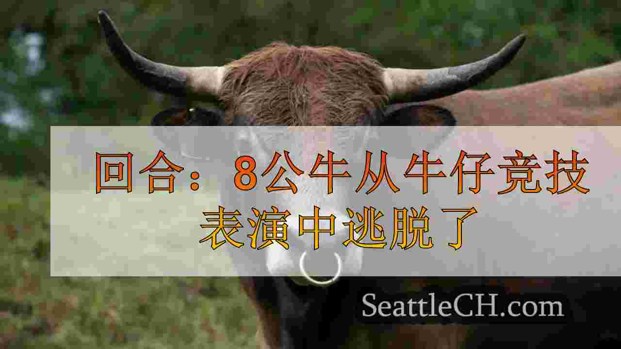 回合：8公牛从牛仔竞技表演中逃脱了
