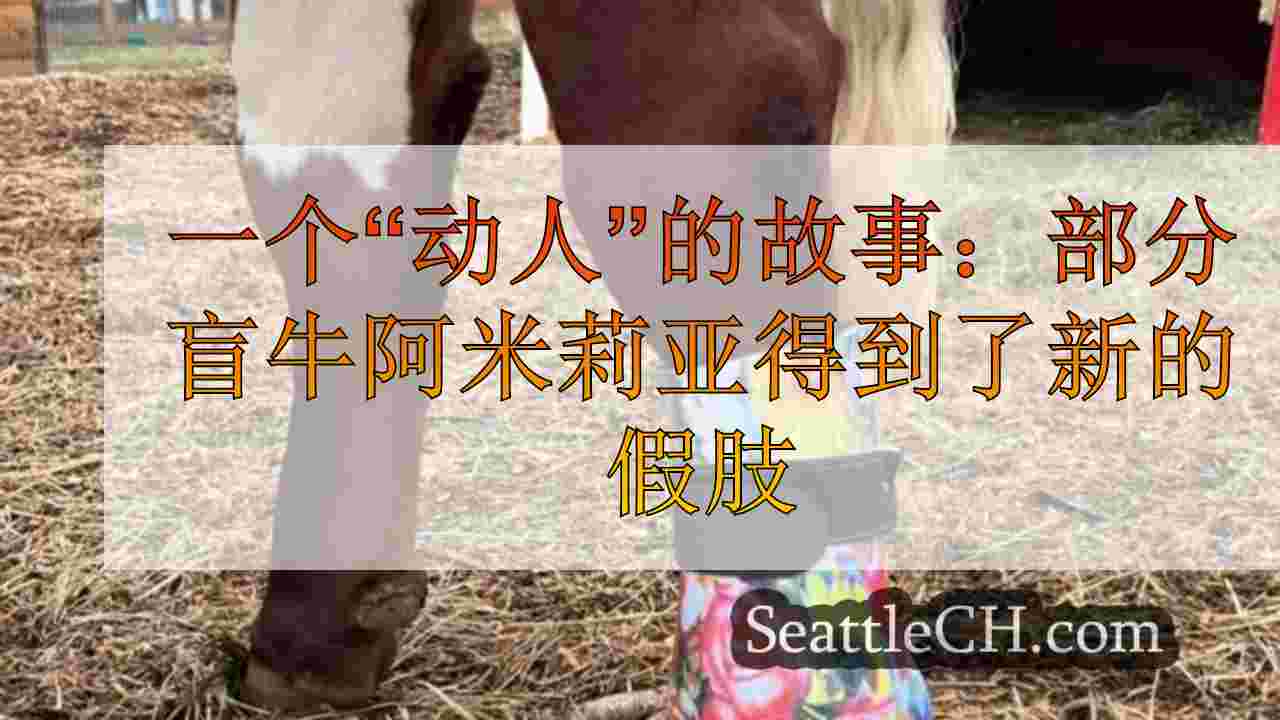 一个“动人”的故事：部分盲牛阿米莉亚得到了新的假肢