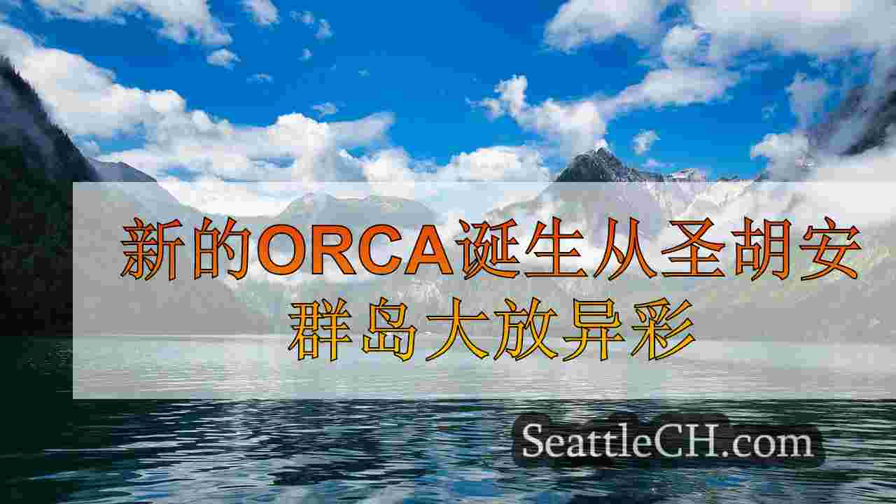 新的Orca诞生从圣胡安群岛大放异彩