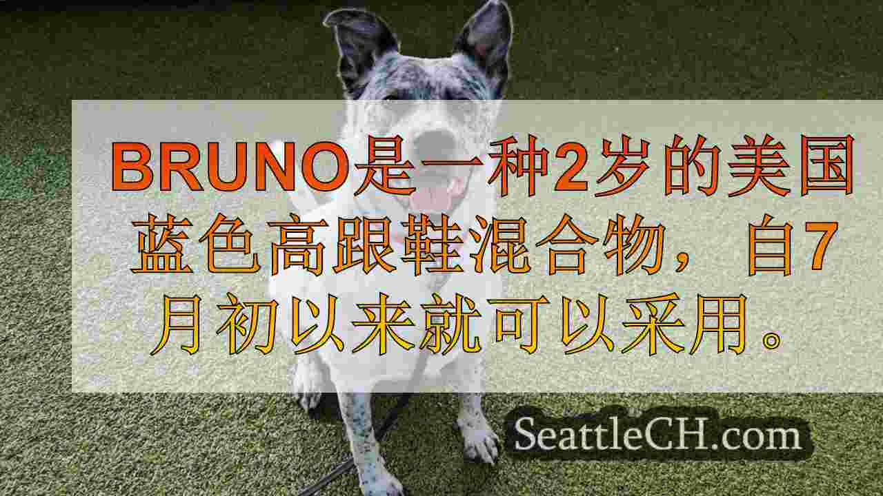本周宠物：认识2岁的美国蓝色高跟鞋混合物Bruno