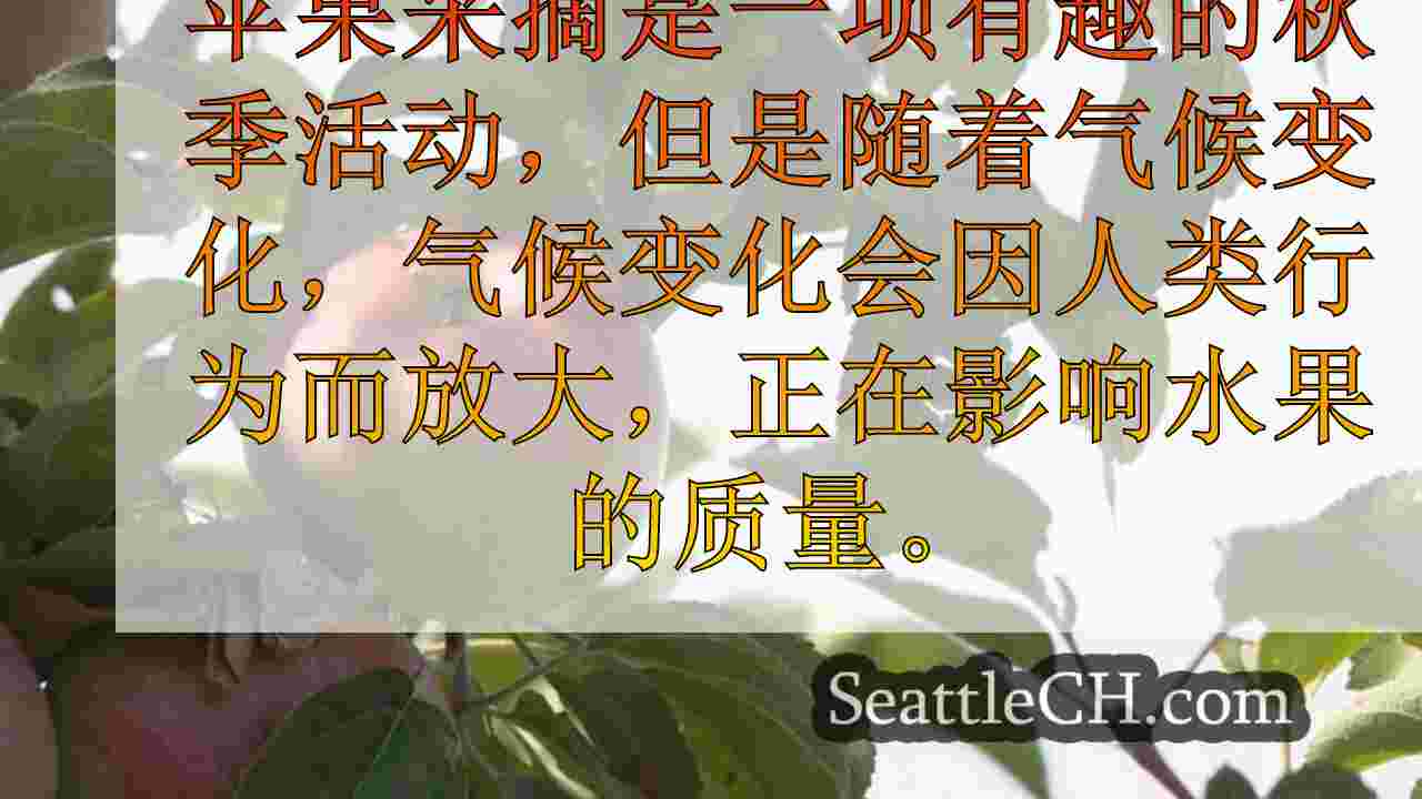西雅图新闻 SeattleCH