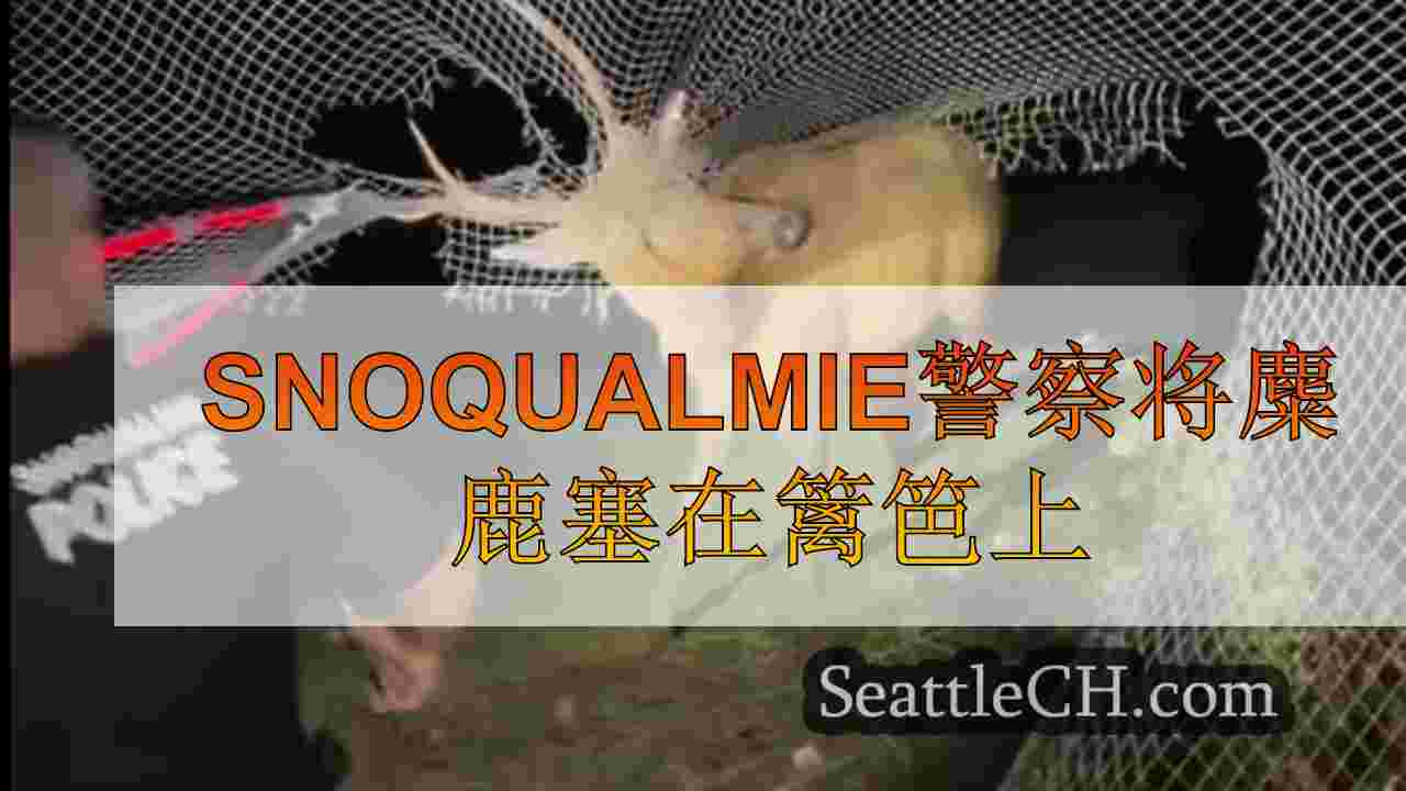 Snoqualmie警察将麋鹿塞在篱笆上