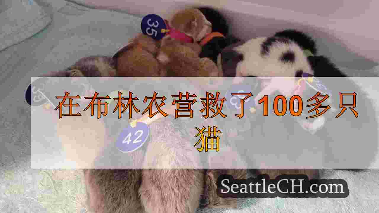 在布林农营救了100多只猫