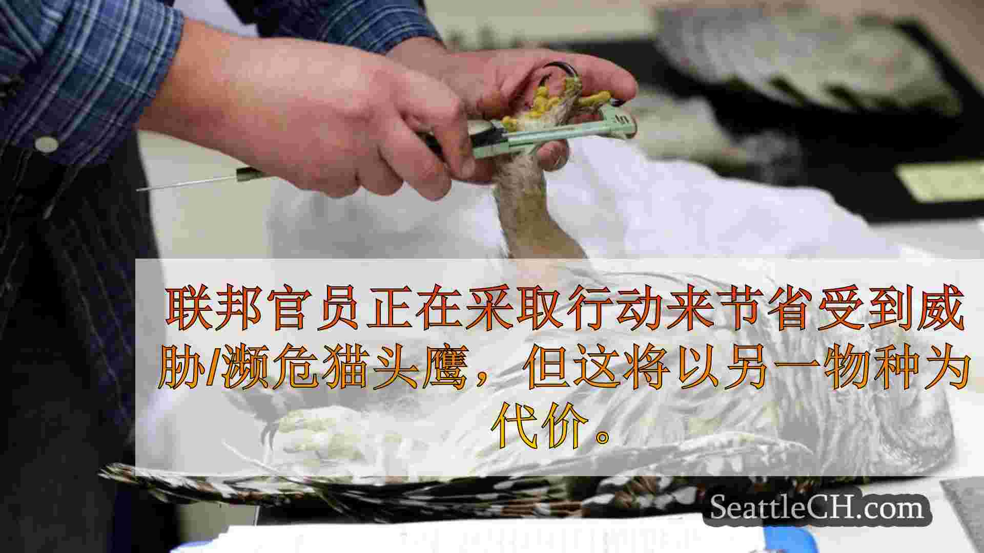 新的猫头鹰管理计划可以防止斑点猫头鹰的灭绝吗？