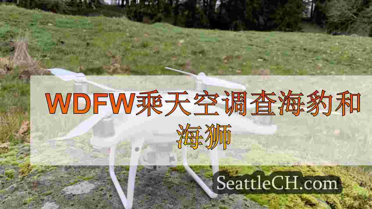 WDFW乘天空调查海豹和海狮