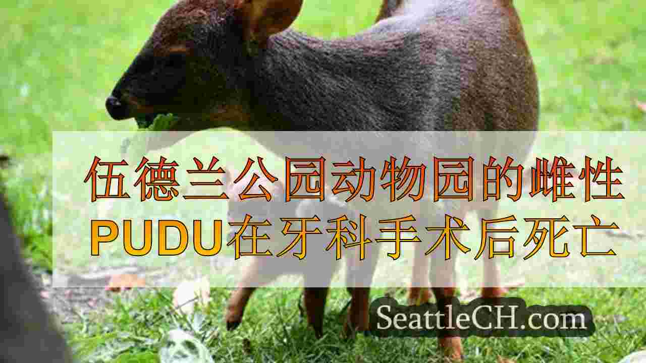 伍德兰公园动物园的雌性pudu在牙科手术后死亡