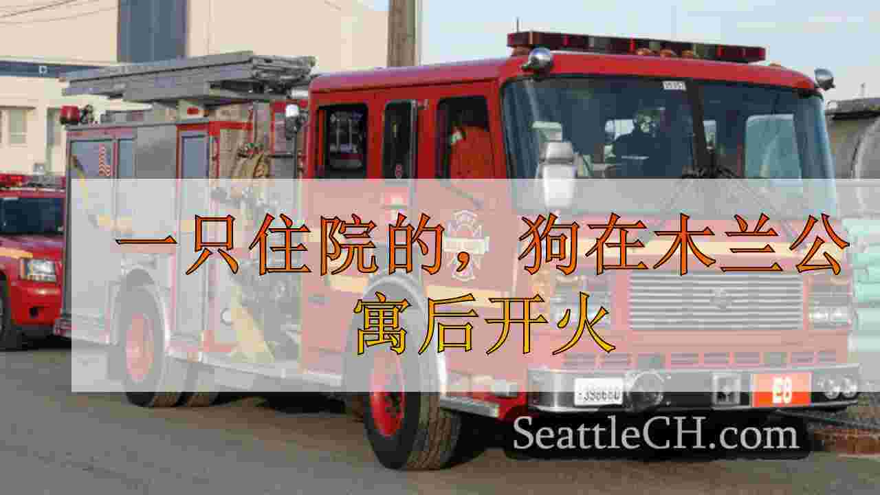 一只住院的，狗在木兰公寓后开火