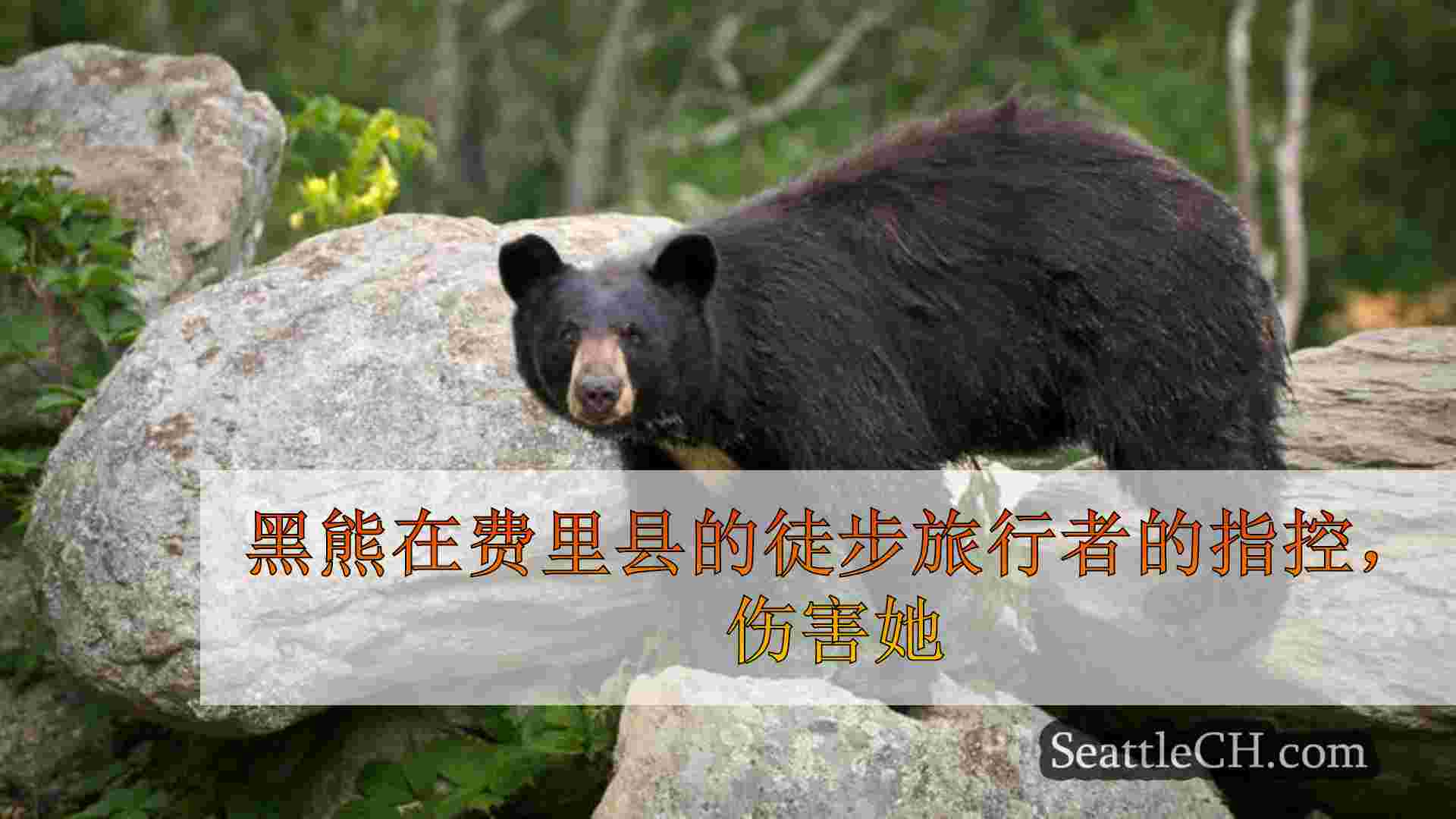 黑熊在费里县的徒步旅行者的指控，伤害她