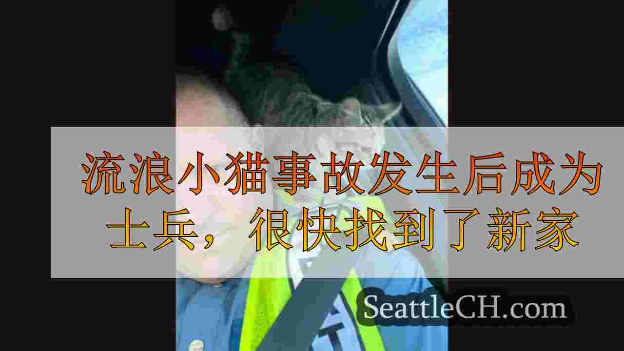 流浪小猫事故发生后成为士兵，很快找到了新家