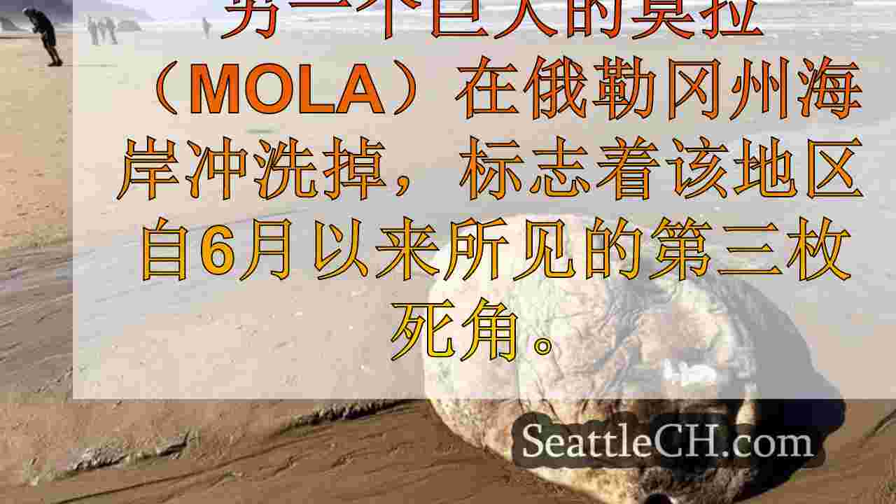 西雅图新闻 SeattleCH