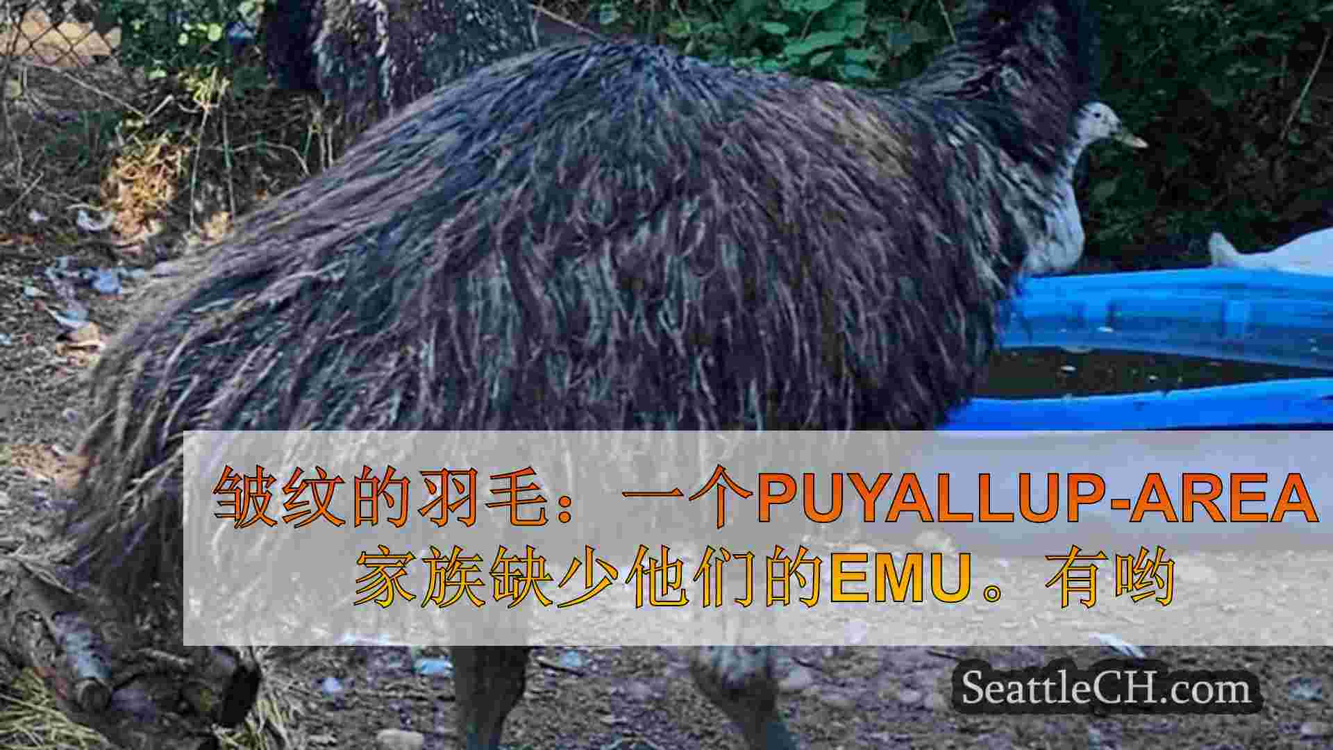皱纹的羽毛：一个Puyallup-Area家族缺少他们的EMU。你看过吗？