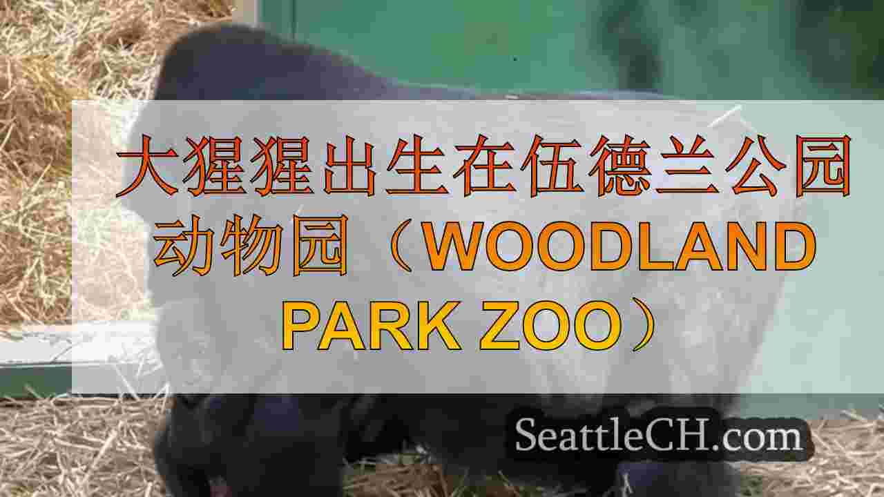 大猩猩出生在伍德兰公园动物园（Woodland Park Zoo）