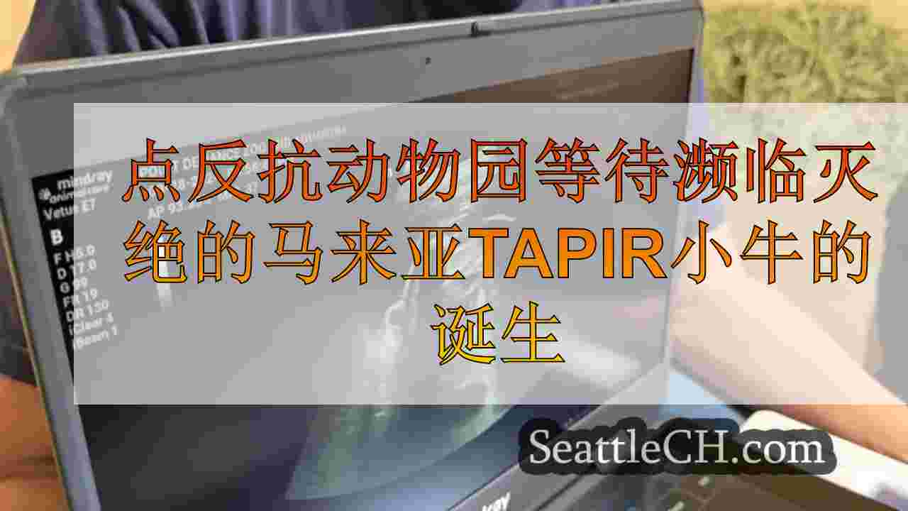 点反抗动物园等待濒临灭绝的马来亚tapir小牛的诞生