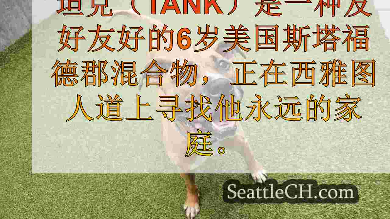 每周宠物：见坦克，一个6岁，友好的美国斯塔福德郡混合物