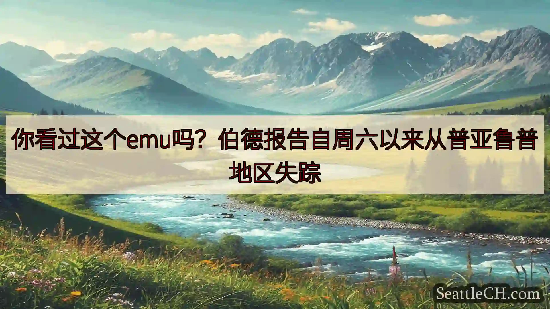 西雅图新闻 你看过这个emu吗？伯德报告自周六以来从普亚鲁普地区失踪
