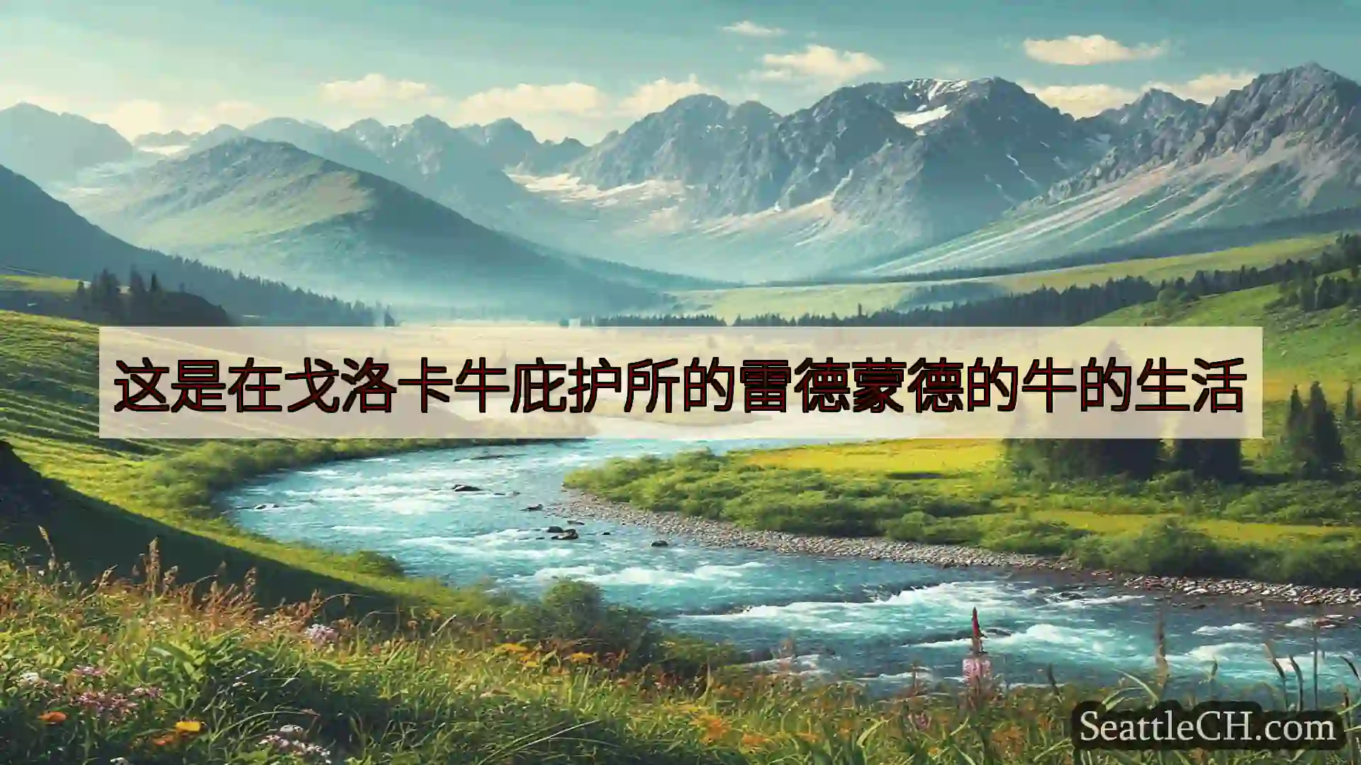 西雅图新闻 这是在戈洛卡牛庇护所的雷德蒙德的牛的生活