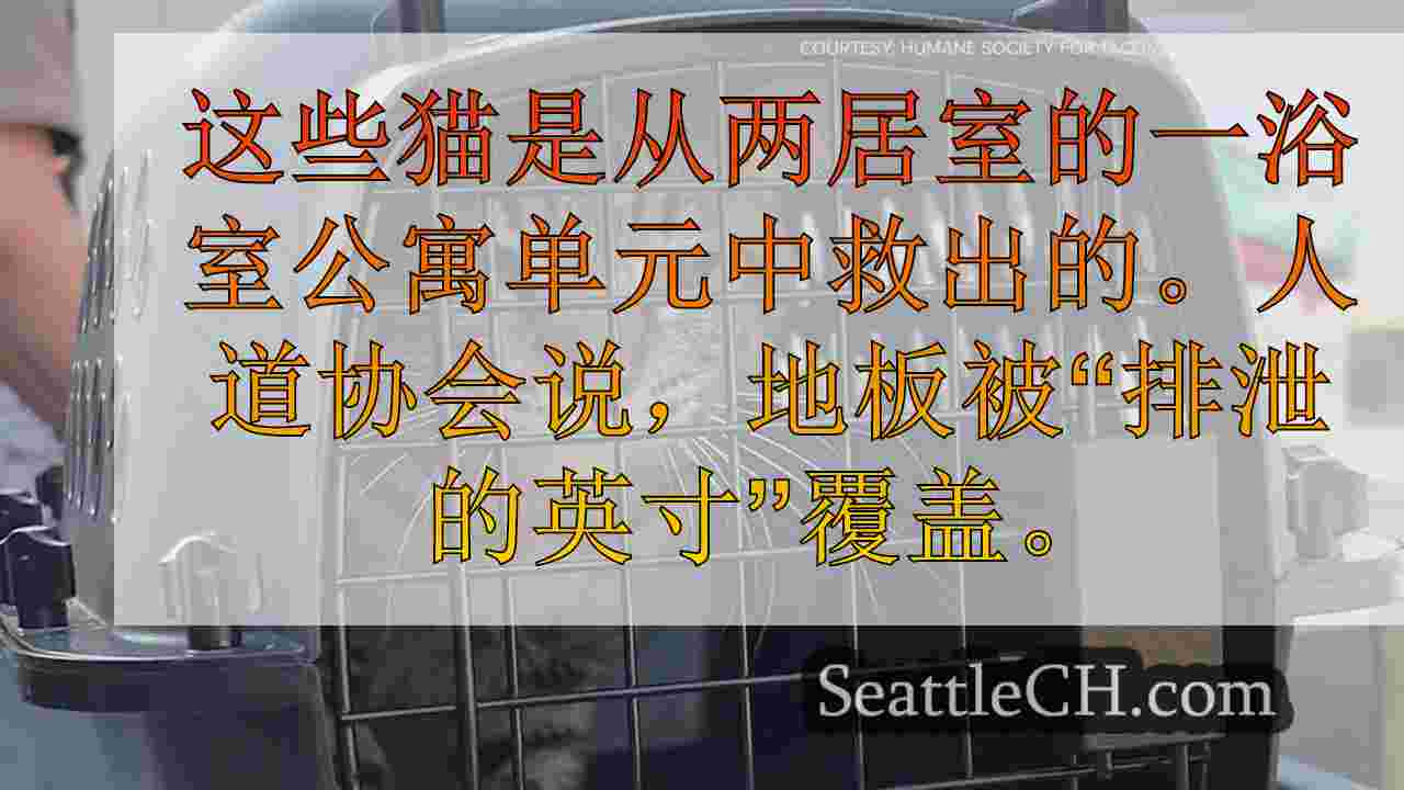 在联邦道的公寓中没收的100只猫。