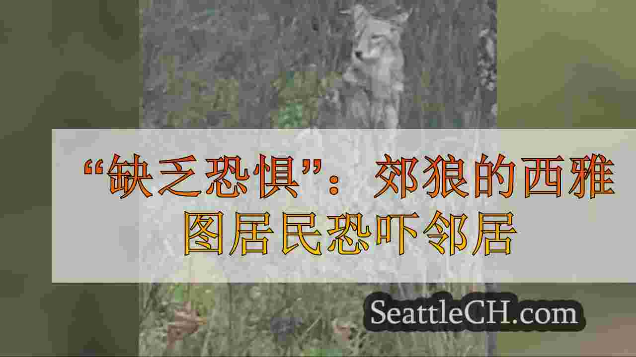 “缺乏恐惧”：郊狼恐吓邻里的西雅图居民