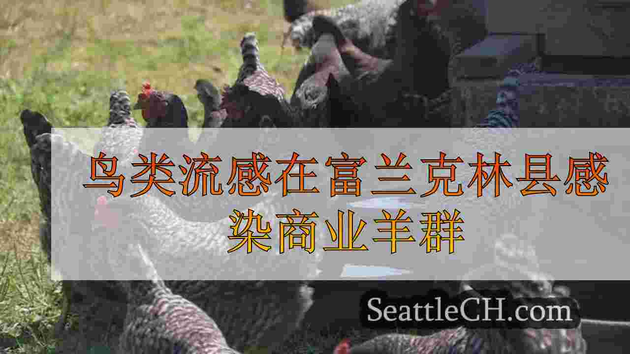 鸟类流感在富兰克林县感染商业羊群